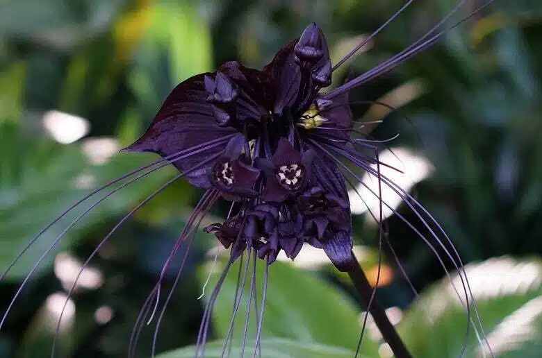 Bat Flower