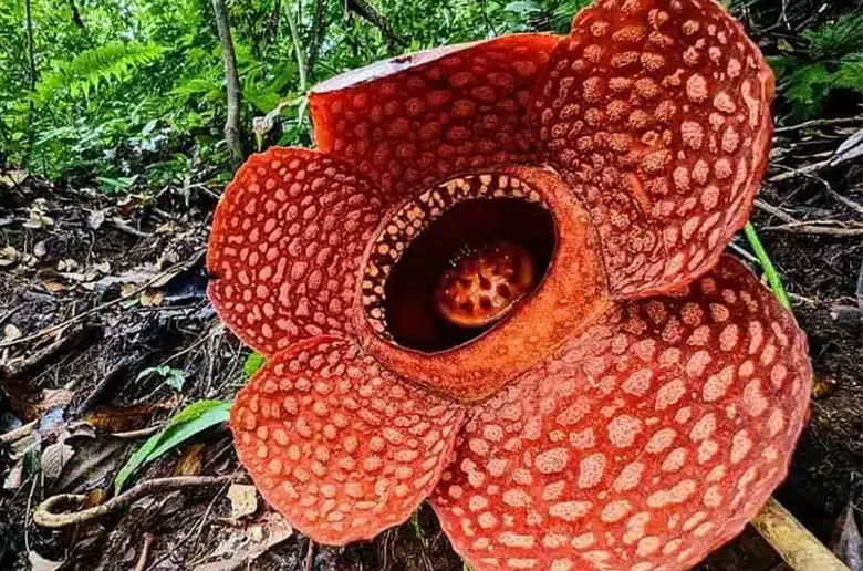 Corpse Flower