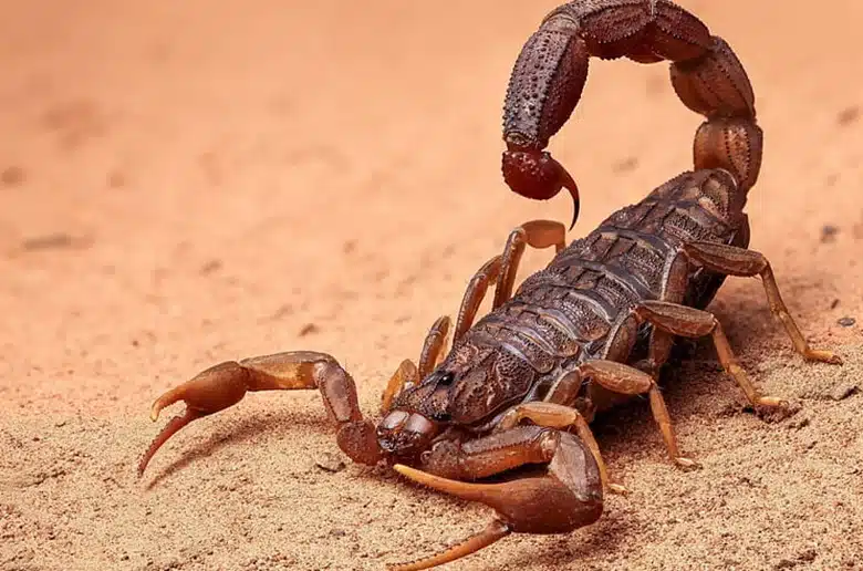 Longest Time Spent Living with Scorpions