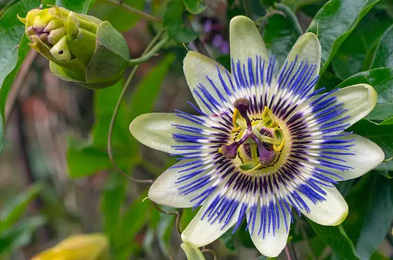 Passion Flower