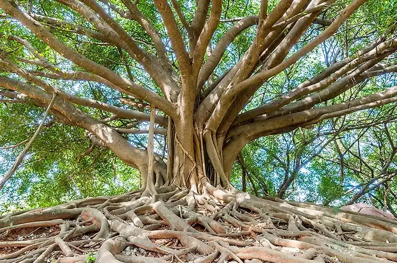 The Great Banyan